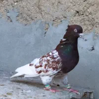 کبوتر کله سرخ نر|پرنده|شیراز, ارم|دیوار