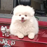 پامرنین خرسی نر و ماده