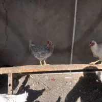 مرغ و خروس گلین لری|حیوانات مزرعه|تربت‌حیدریه, شهرک ولیعصر|دیوار