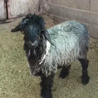 دوتا بره قرح قنقور ترکی نژاد خوب