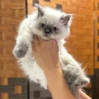 یک دنیا عشق در یک توپپشم کوچک|گربه|سنندج, |دیوار