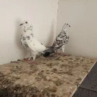 فروش دو عدد بزک نر|پرنده|مهر, |دیوار
