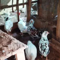 جوجه مرغ زینتی (گلین لری وبرهماوکوشین وآیسباراصل)|حیوانات مزرعه|سیاهکل, |دیوار