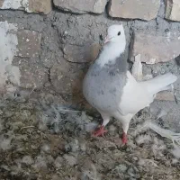 طوقی