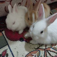 خرگوش|موش و خرگوش|کرمانشاه, |دیوار