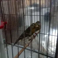 ۲تاقناری سرخ سوخته ماده