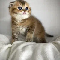 دنیای فرشته ها