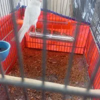 نرسفید|پرنده|نهاوند, |دیوار