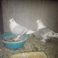 یک جفت بلژیکی و یک جفت یهودی