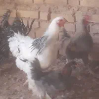 خروس برهما و تعدادی خروس معمولی و گلین|حیوانات مزرعه|اسفرورین, |دیوار