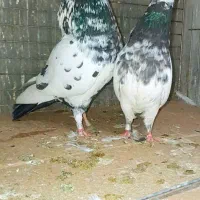 کبوتردونسته پرش سنگین به شرط باضمانت تضمین صددرصد