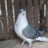 دمگیر نر شوخ شوخ