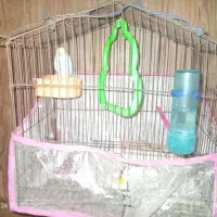 مرغ عشق نر معاوضه جوجه عروس سرلاکی