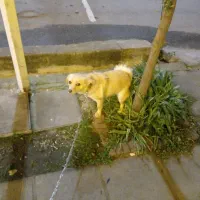 سگ پاکوتاه|سگ|نوشهر, |دیوار