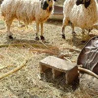 دو میش ابستن هستند یک بز و کهر|حیوانات مزرعه|کرمان, |دیوار