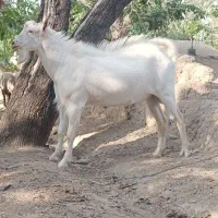 کهره .دوبور