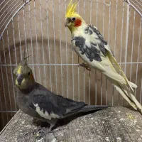 عروس هلندی رام مولد|پرنده|تهران, سازمان آب|دیوار