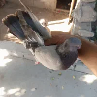 سه عدد شکاریجا