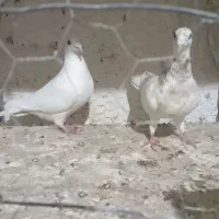 کفتریک جفت خطداربا ضمانت|پرنده|آشخانه, |دیوار