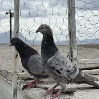 فروش جفت هفت رنگ