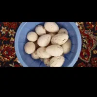 فروش تخم مرغ و بوقلمون