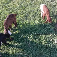 3عدد بزنرسالم سرحال وعلف خورن