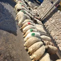 بره صادراتی درجه یک