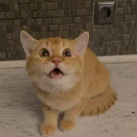 نوه عزیزم|گربه|ارومیه, |دیوار