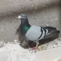 کبود آلمانی نر خطی