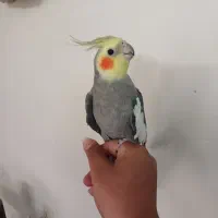 عروس هلندی جفت مولد کاملا دستی|پرنده|تهران, گرگان|دیوار