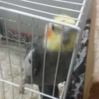 عروس هلند|پرنده|رامیان, |دیوار