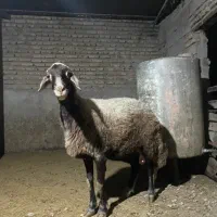 گوسفند کردستانی|حیوانات مزرعه|گرگان, |دیوار