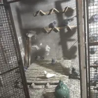 کبوتر|پرنده|آبدانان, |دیوار