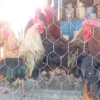 خروس محلی سالم وبزرگ