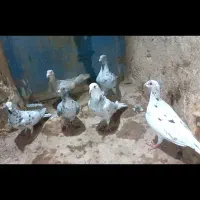 کبوتر هفرنگ