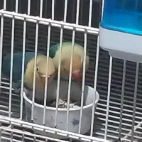 کتوله برزیلی فروشی|پرنده|میناب, |دیوار