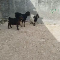 بزغاله سه راس