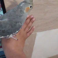 عروس هلندی وکوطوله|پرنده|آشتیان, |دیوار