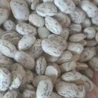 لو.بیا چیتی