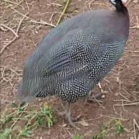 مرغ شاخدار نروماده