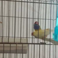 فنچ گلدین جفت