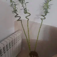 گل بامبو با گلدان