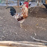 تخم مرغ نطفه دار|حیوانات مزرعه|پاوه, |دیوار