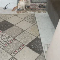 واگذاری گربه شکمو