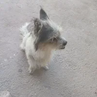 سگ پاکوتاه خشکل وحرف گوش کن