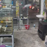 پرنده سرای تمندر واقع در الیگودرز|پرنده|الیگودرز, |دیوار