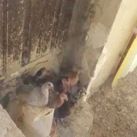 جوجه محلی