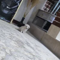 مینیاتوری جیبی