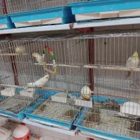 عروس هلندی فروشی