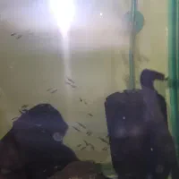 بچه ماهی گوپی|ماهی|تهران, چهارصد دستگاه|دیوار